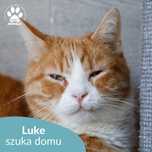 Rudy kocurek do adopcji! Poznajcie Luka!
