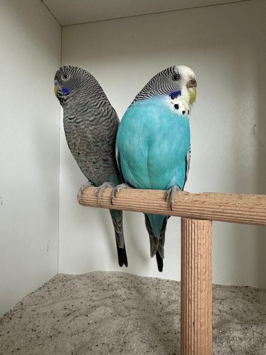 Casais de periquitos black face puro e portador