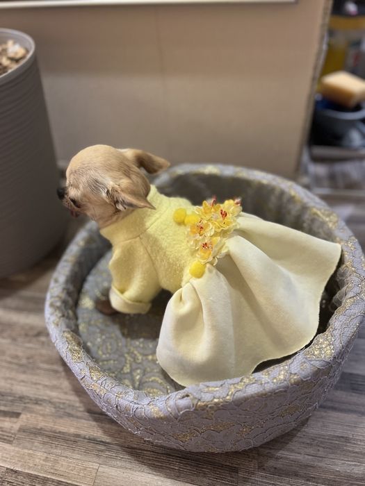 Одяг для маленьких собак