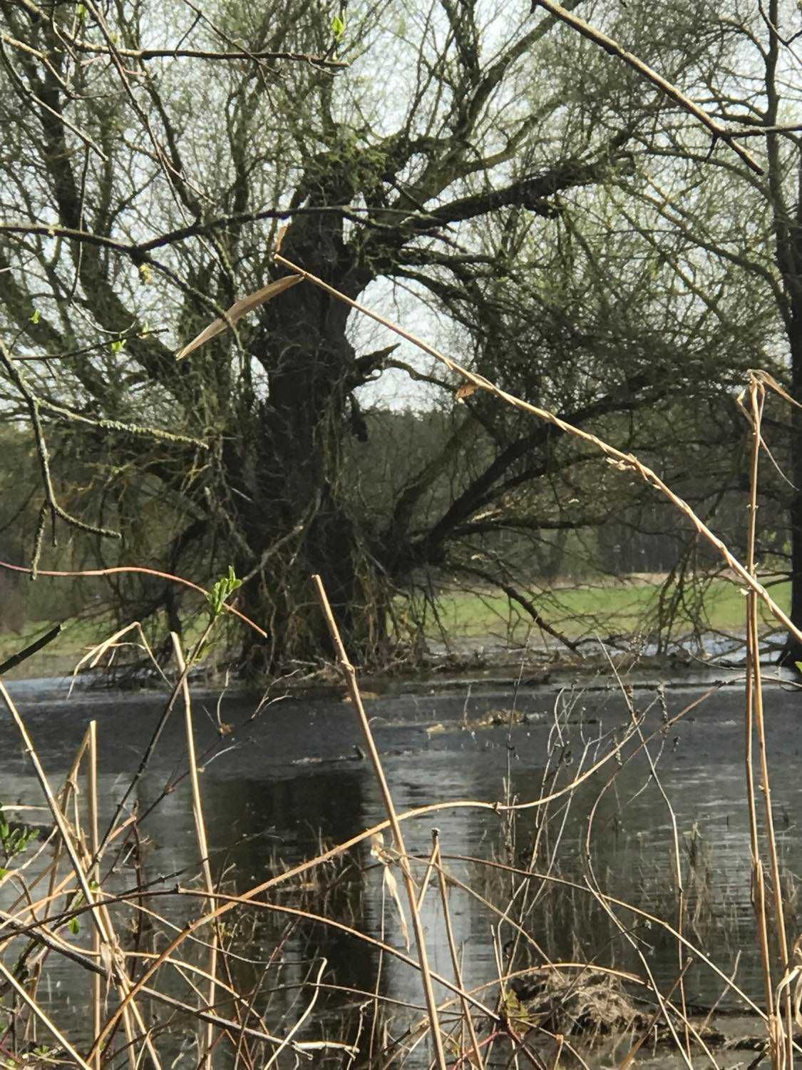 Działka rolna 7,66 ha z linią brzegową starorzecza Bugu