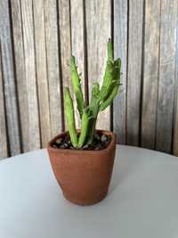 Euphorbia monadenium bisellenbeckii