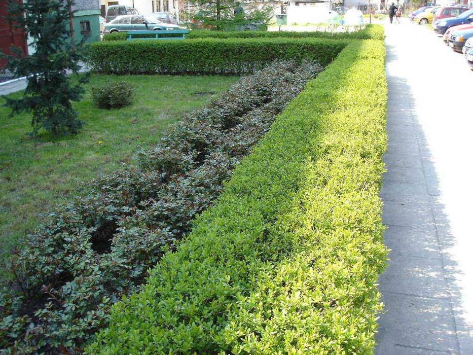 Ligustr pospolity - Liguster - Żywopłot -- 20-50cm --- 100szt.