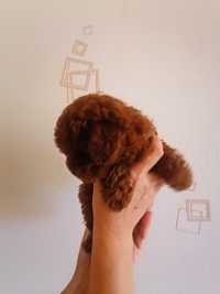 Toy Poodle  China