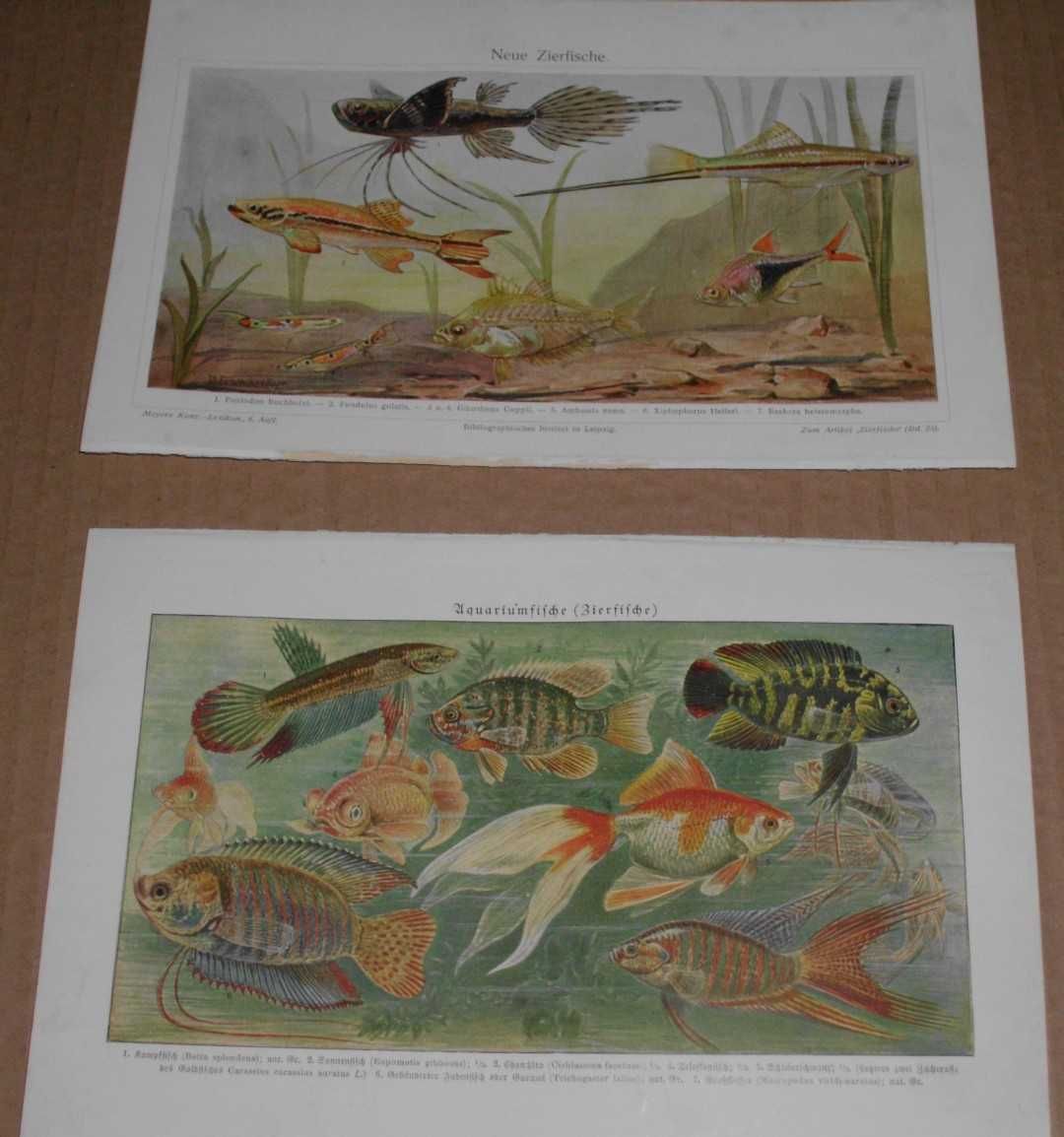 Woda, Ryby, Zwierzęta  oryginalne XIX w. grafiki