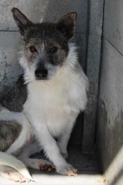 103449 Ludmiła do adopcji