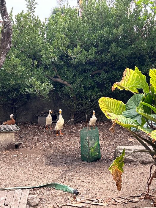 Patos ornamentais