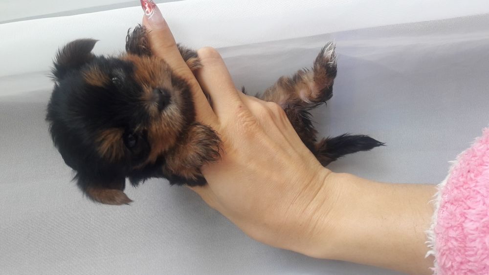 детки Йорики Одесса