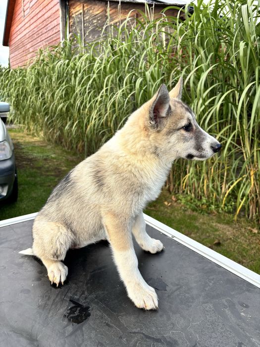 Łajka zachodniosyberyjska