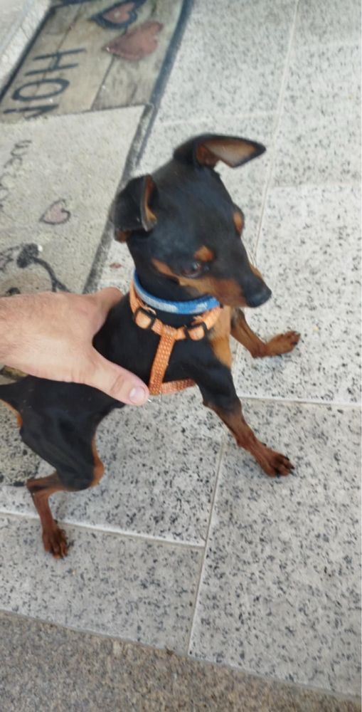 Pinscher mini femea
