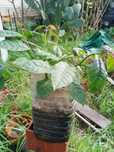 Ora pró nobis ou pereskia aculeata