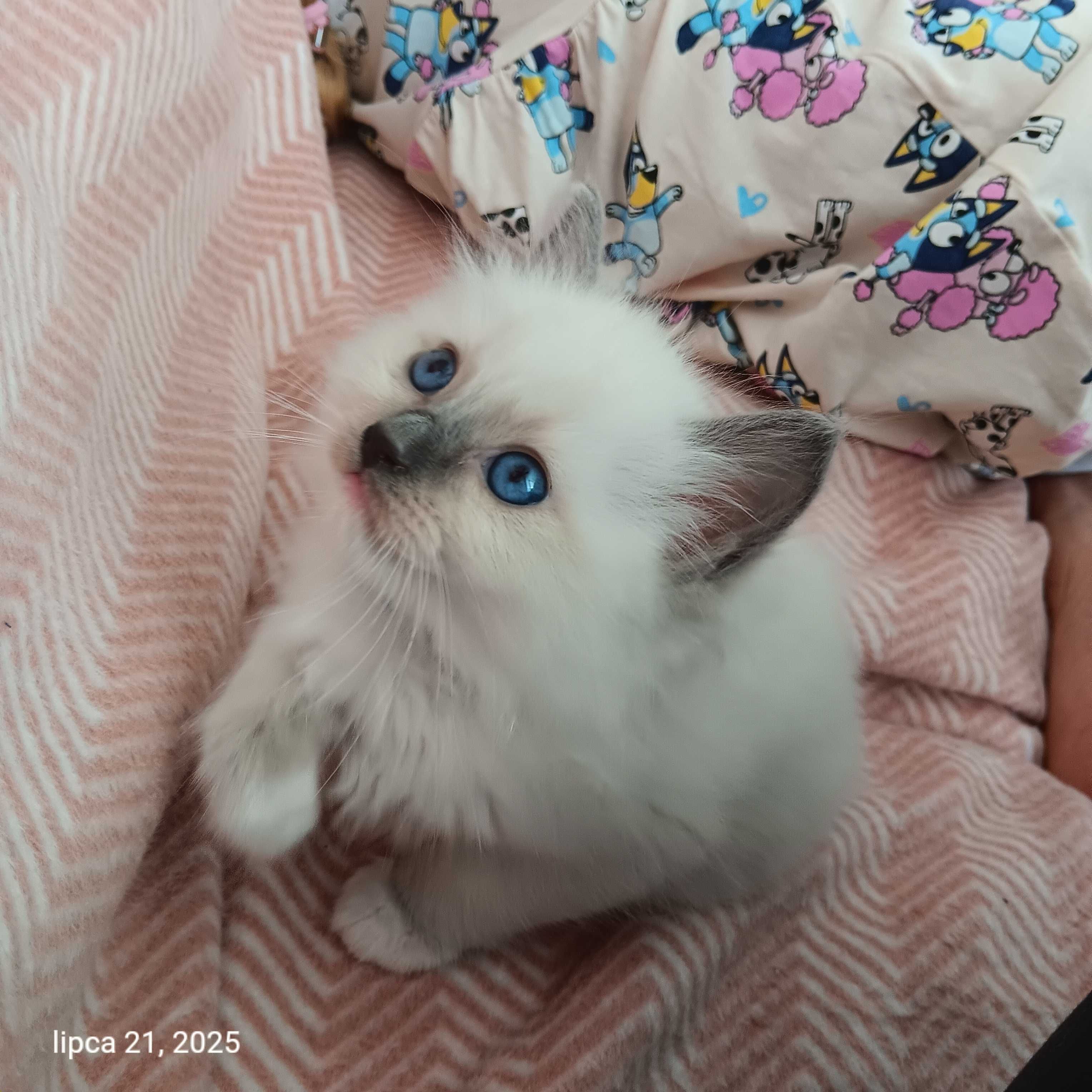 Kociak ragdoll FPL TuliszCat Rodowód PL/CAN