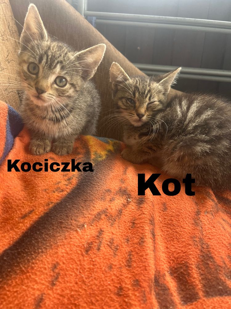 Do oddania trzy kociaki dwie kociczki i jeden kot
