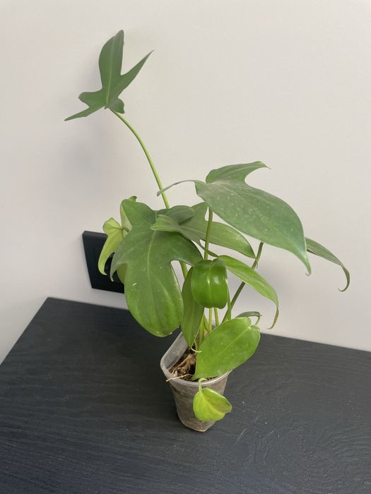 Продам филодендроны