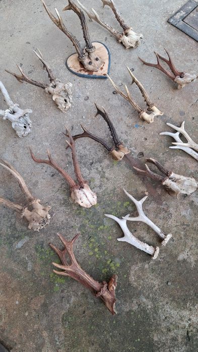 Рога косулі різні