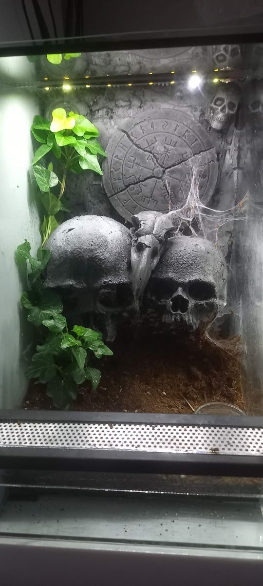 Caribena z terrarium