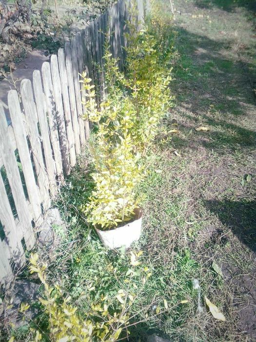 Саженцы ГРАНАТА трёхлетние. Посёлок Усатово