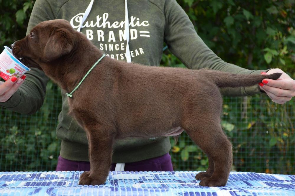 Шоколадные и чёрные щенки лабрадора!