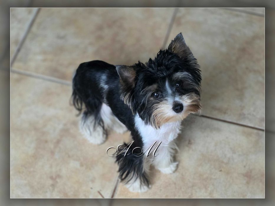 York Biewer Yorkshire Terrier