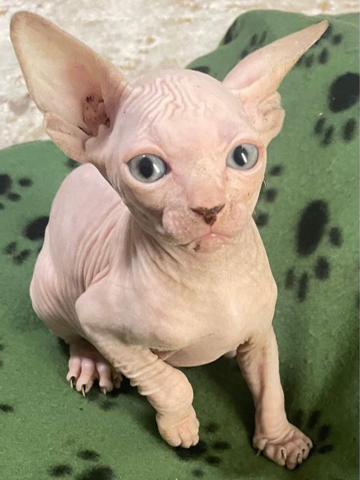 Gatinho Sphynx nascido a 14/10