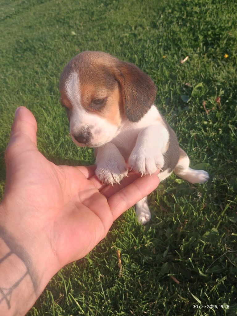 Szczeniak Beagle