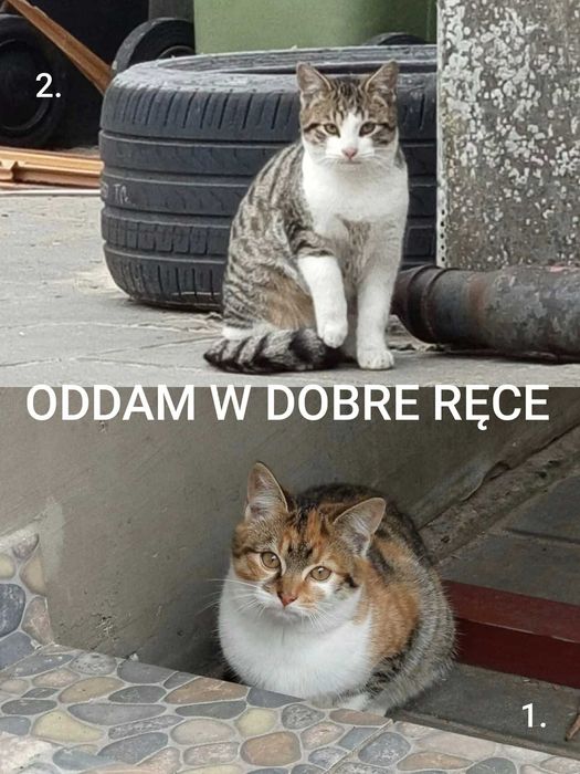 Oddam 2 małe kociaki