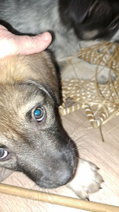 Отдам даром в хорошие руки