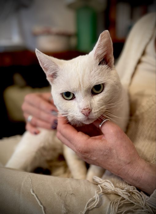 Śnieżynek do adopcji
