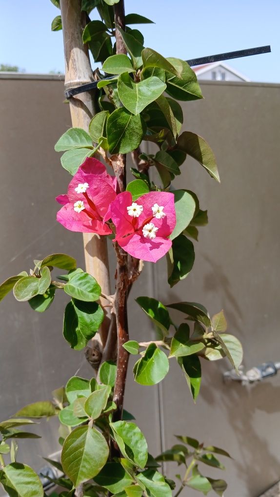 Voganvilla vermelha a rosa chok, lindíssima com metro e meio de altura