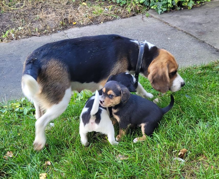Oddam samiczke mama Beagle