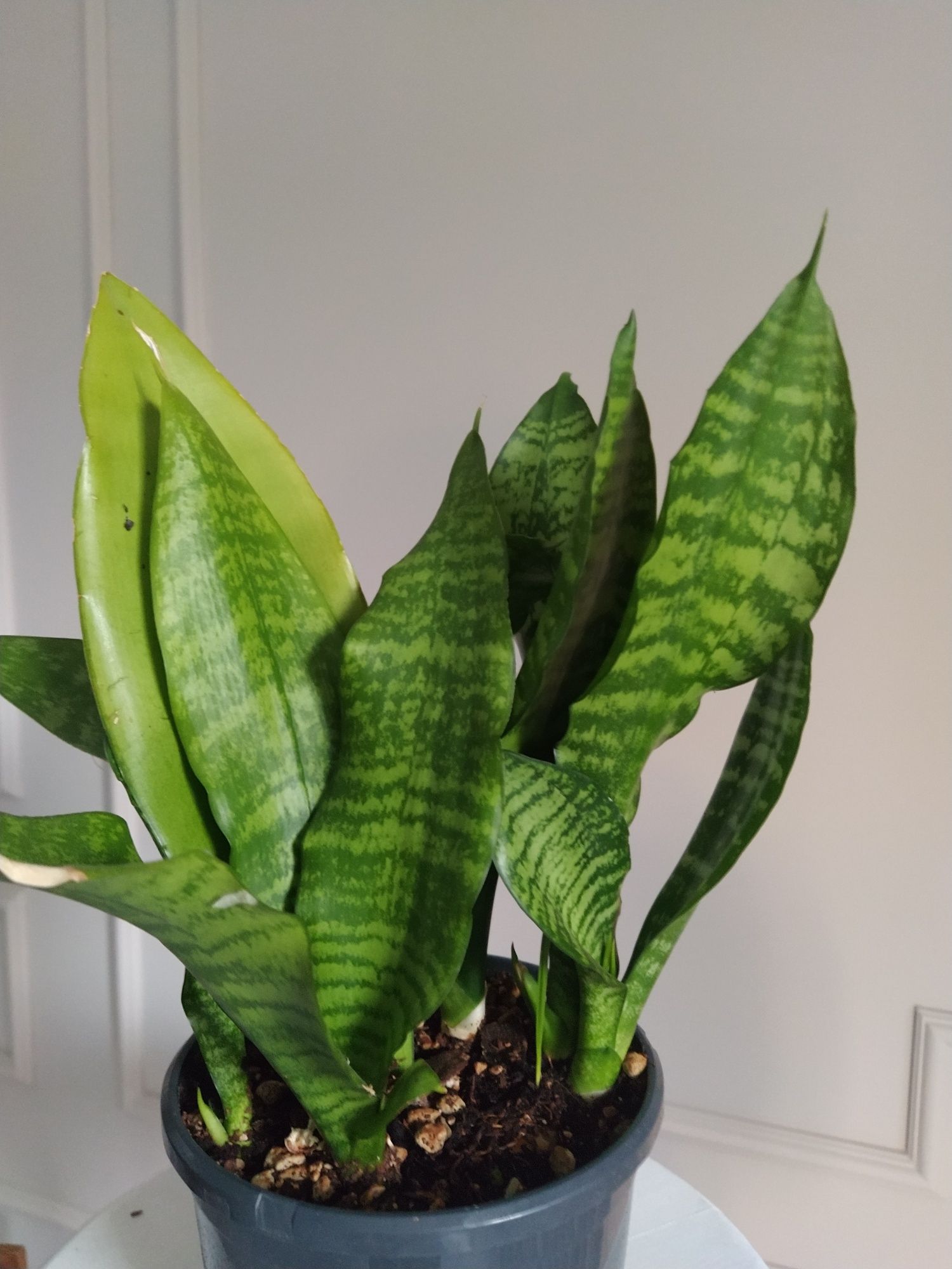 Wężownica Sansevieria