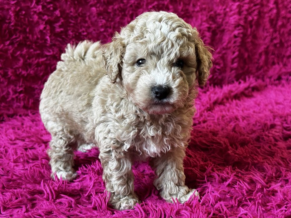 Bichpoo piesek Tofik