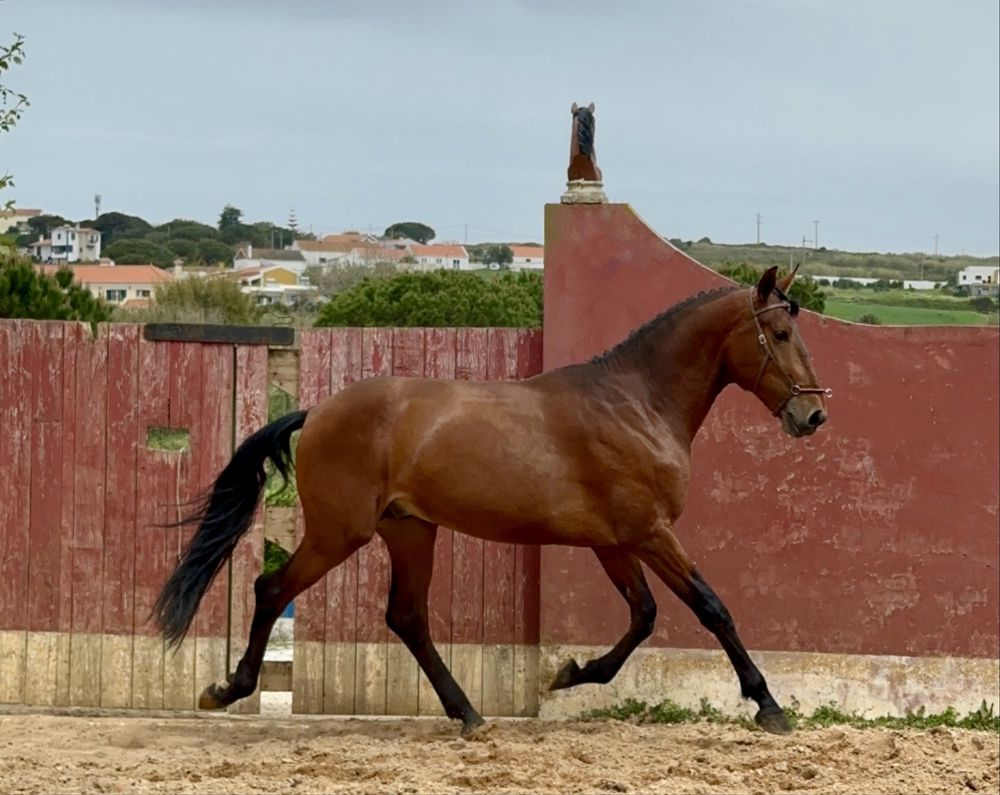 Riding Horse and excellent Character