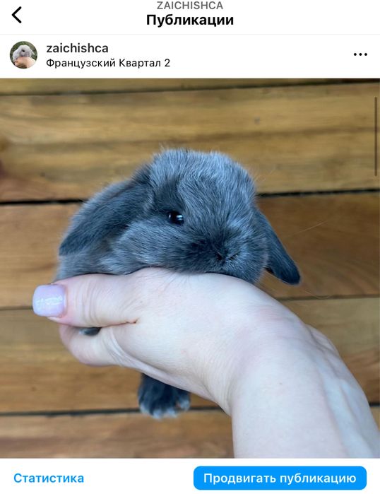 Карликовий кролик рідкого забарвлення, блакитний мардер