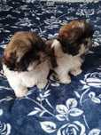 Sprzedam Shih Tzu