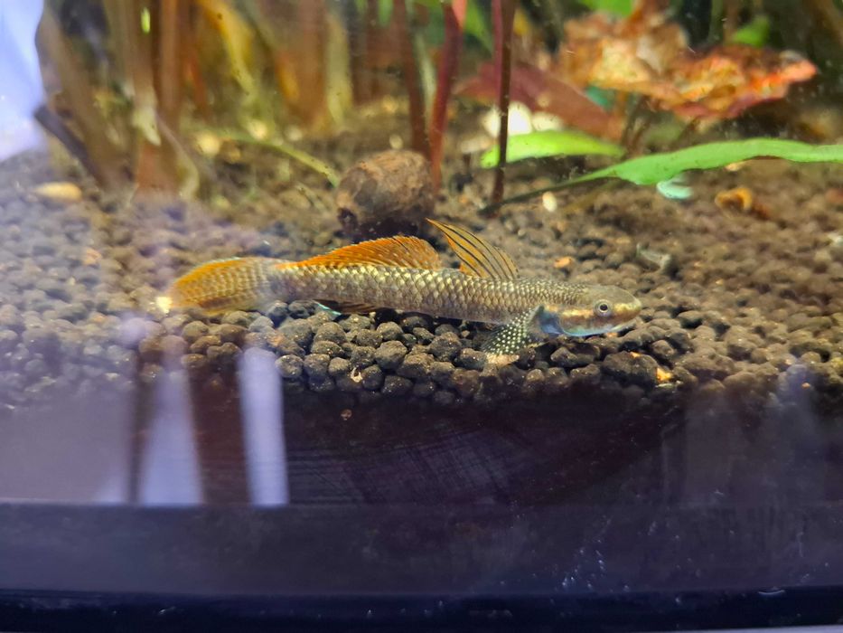 babka tęczowa ( czyściciel glonów)