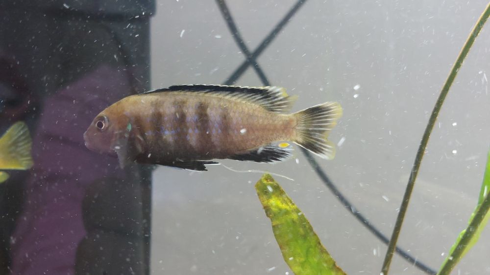 Pseudotropheus Saulosi 2 samce, cena za 1 samca