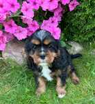 Suczka Cavalier King Charles Spaniel FCI