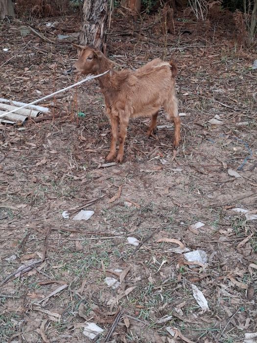 Cabras raça grande novas