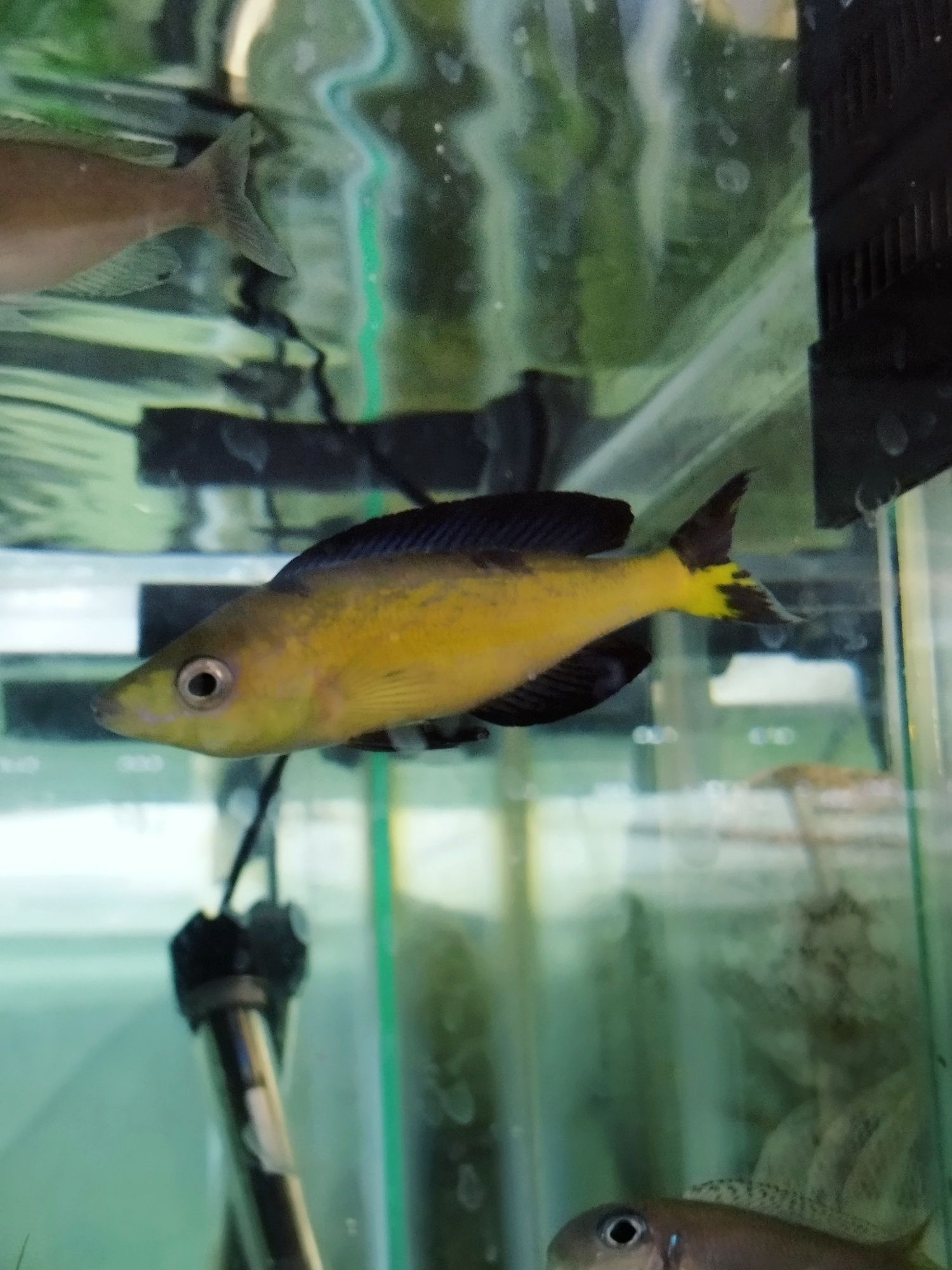 Cyprichromis microlepidotus Kasai tanganika