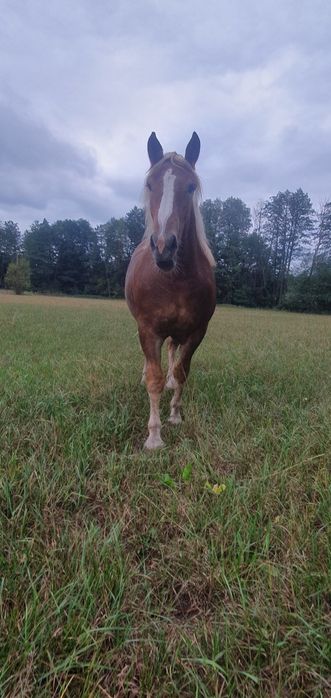 Klacz zimnokrwista + Kara