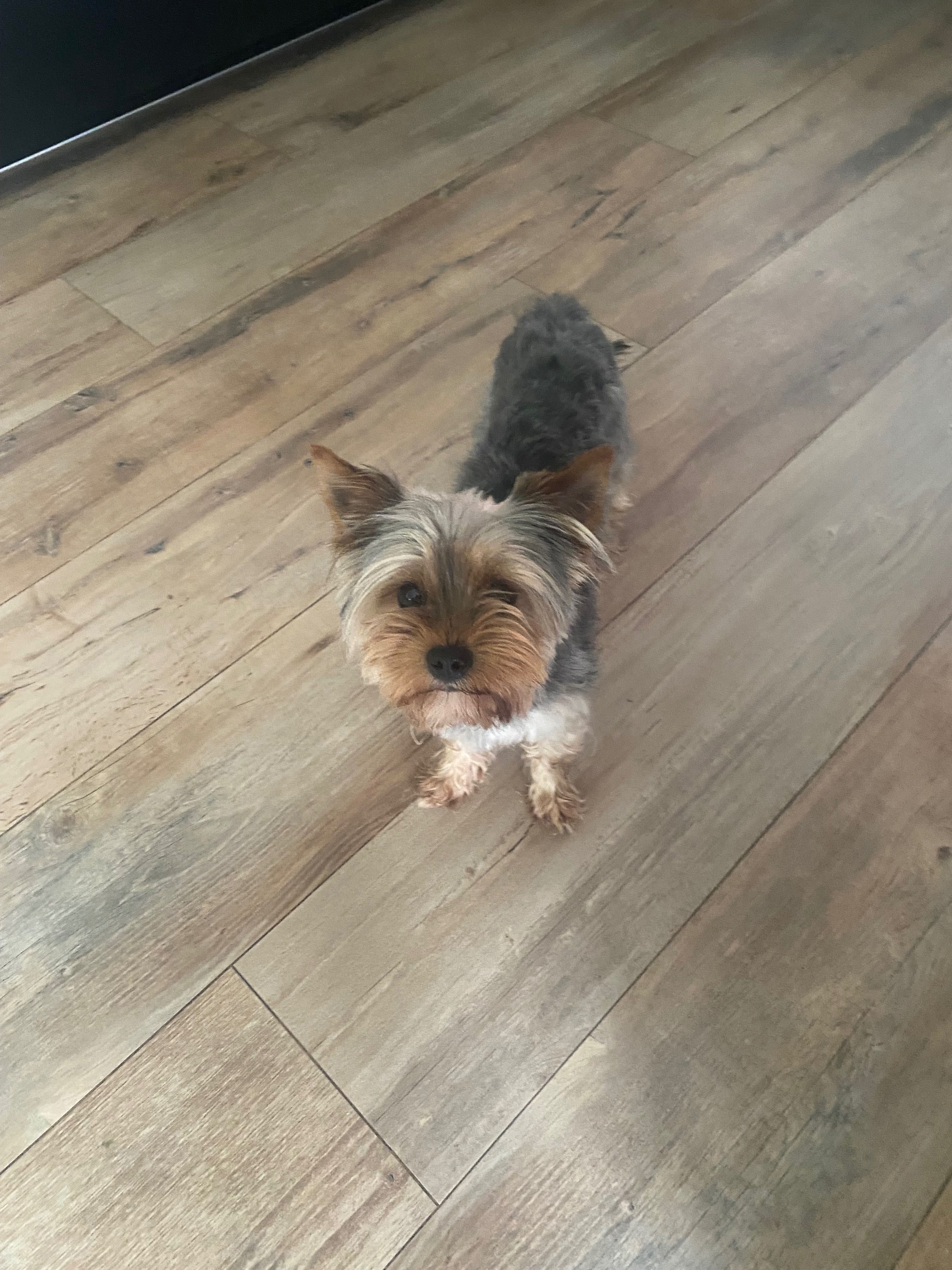 Suczka york shire terrier 17 miesięczna zaszczepiona na wściekliznę