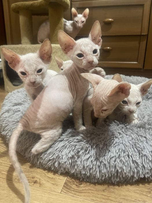 Донський сфінкс кошенята. Білого кольору