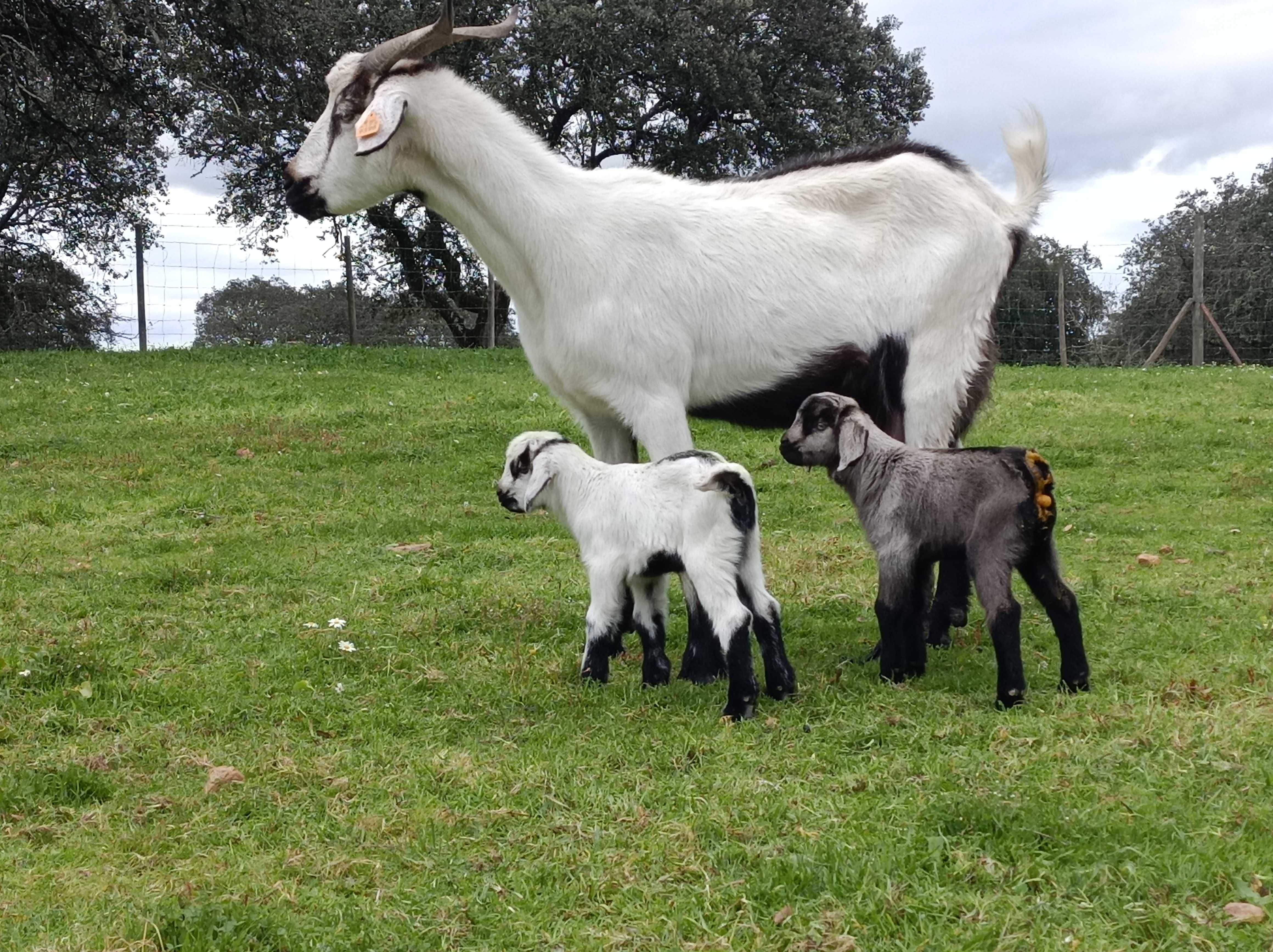 Cabras Serpentinas puras