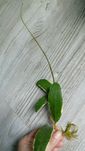 Hoya parastica (acuta) albomarginata