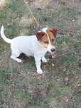 Pies Jack Russell terrier
