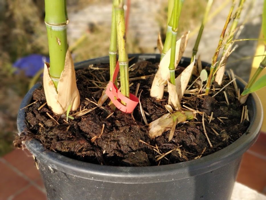 Bambu em rizoma, torrão ou vaso.