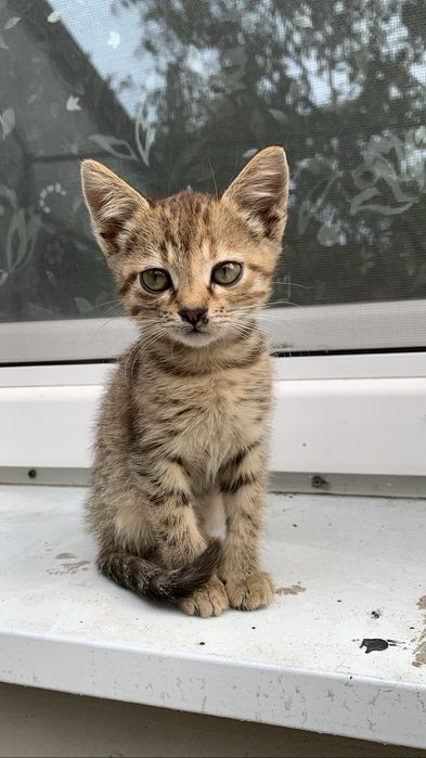 Отдам котика бесплатно