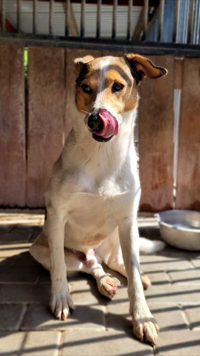 Duster – wyjątkowy pies do spokojnego domu, 5 lat, średniak