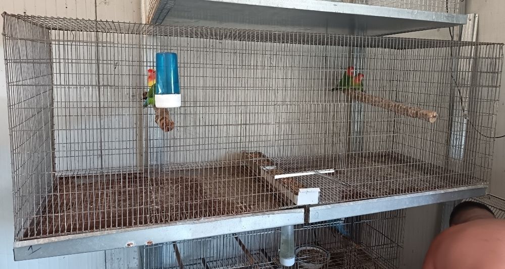 Voadeiras/gaiolas criação