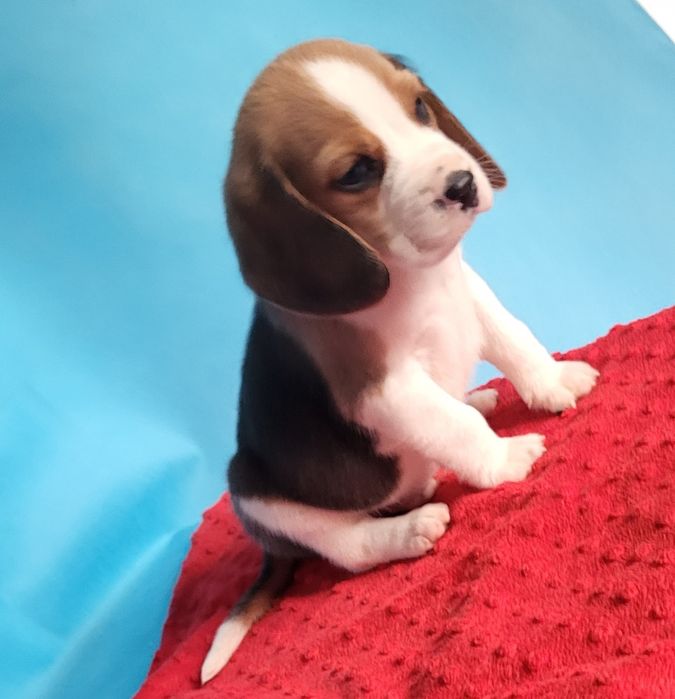 Beagle piesek sprzedam